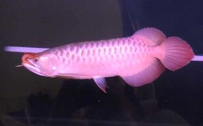 龍魚身上長了個(gè)黑點(diǎn)（龍魚身上出現(xiàn)黑點(diǎn)可能由多種因素引起，可能是多種因素引起）