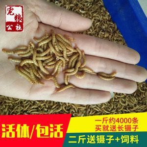 金龍魚可以用黃粉嗎怎么喂:給金龍魚喂食黃粉時,應遵循以下幾點注意事項 龍魚百科 第2張 金龍魚可以用黃粉嗎怎么喂:給金龍魚喂食黃粉時,應遵循以下幾點注意事項 金龍魚可以用黃粉嗎怎么喂:給金龍魚喂食黃粉時,應遵循以下幾點注意事項 龍魚百科 第2張