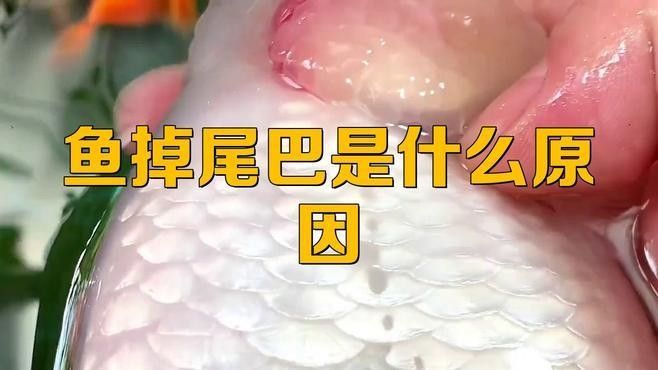 龍魚魚尾下垂是什么原因引起的