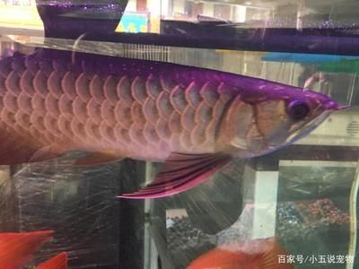 體型最小的成年金龍魚（澳洲星點龍是體型最小的成年金龍魚品種）