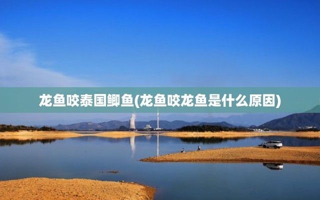 龍魚追咬泰國鯽魚怎么辦：如何判斷龍魚與泰國鯽魚混養比例 龍魚追咬泰國鯽魚怎么辦：如何判斷龍魚與泰國鯽魚混養比例 龍魚百科 第2張