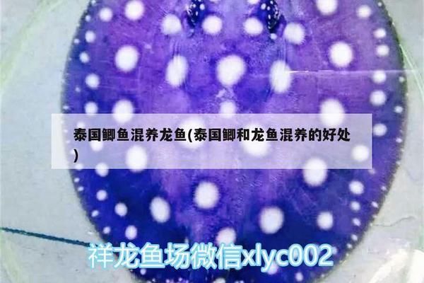 龍魚追咬泰國鯽魚怎么辦：如何判斷龍魚與泰國鯽魚混養比例 龍魚追咬泰國鯽魚怎么辦：如何判斷龍魚與泰國鯽魚混養比例 龍魚百科 第1張