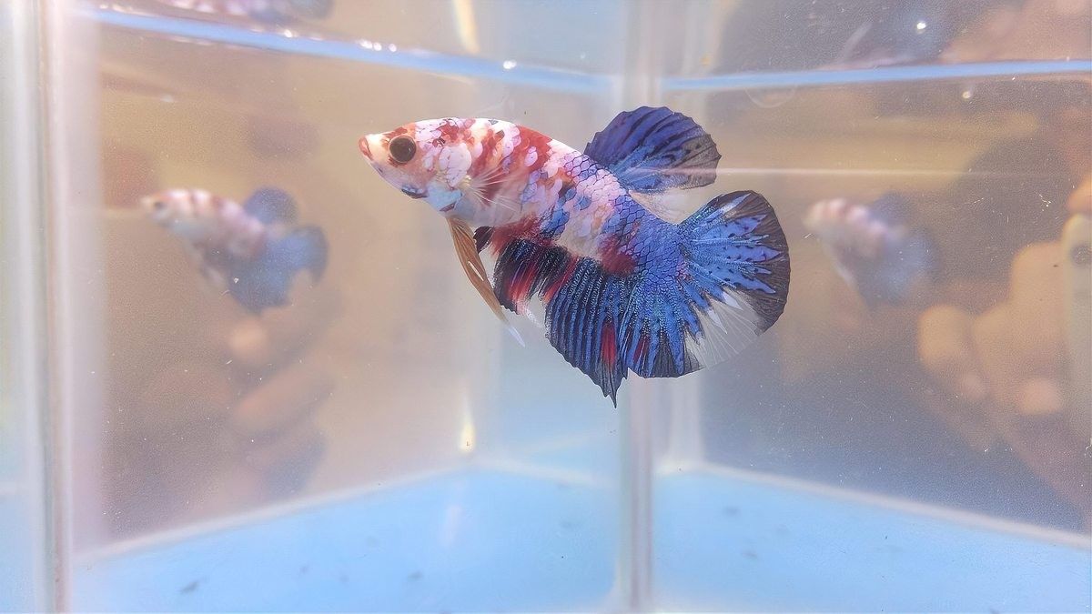 銀龍魚鱗上發白什么原因呢