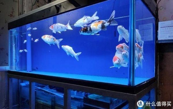 魚缸不用經常換水辦法是什么（如何維護魚缸生物過濾系統魚缸硝化細菌培養技巧）