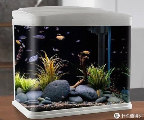 魚缸不用經常換水辦法是什么（如何維護魚缸生物過濾系統魚缸硝化細菌培養技巧）