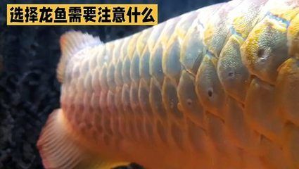 北京龍魚批發市場在哪里：北京龍魚批發市場