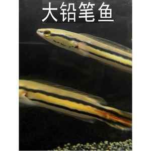 主角養龍魚開觀賞魚店的小說（主角養龍魚開觀賞魚店的小說：主角養龍魚開觀賞魚店的小說） 主角養龍魚開觀賞魚店的小說（主角養龍魚開觀賞魚店的小說：主角養龍魚開觀賞魚店的小說） 龍魚百科 第4張