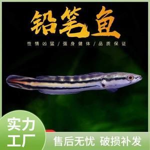 主角養龍魚開觀賞魚店的小說（主角養龍魚開觀賞魚店的小說：主角養龍魚開觀賞魚店的小說） 主角養龍魚開觀賞魚店的小說（主角養龍魚開觀賞魚店的小說：主角養龍魚開觀賞魚店的小說） 龍魚百科 第1張