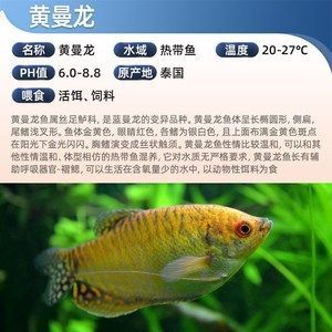 主角養龍魚開觀賞魚店的小說（主角養龍魚開觀賞魚店的小說：主角養龍魚開觀賞魚店的小說） 主角養龍魚開觀賞魚店的小說（主角養龍魚開觀賞魚店的小說：主角養龍魚開觀賞魚店的小說） 龍魚百科 第2張