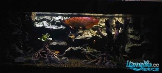 龍魚可以造景嗎，龍魚可以美化魚缸嗎：龍魚可以造景嗎，