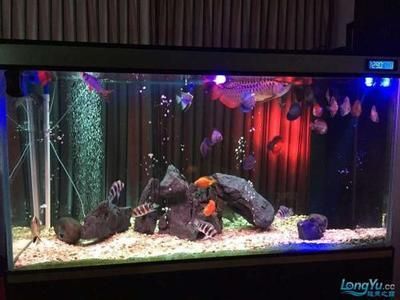龍魚可以造景嗎，龍魚可以美化魚缸嗎：龍魚可以造景嗎，