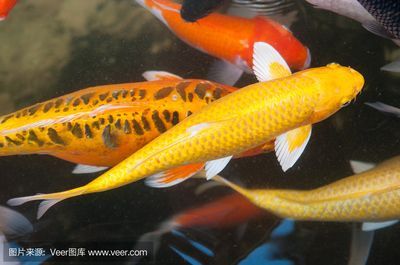 錦鯉和金龍魚能否一起養(yǎng)取決于它們的生活習(xí)性和生活環(huán)境的需求:錦鯉和金龍魚可以一起養(yǎng)嗎? 龍魚百科 第1張 錦鯉和金龍魚能否一起養(yǎng)取決于它們的生活習(xí)性和生活環(huán)境的需求:錦鯉和金龍魚可以一起養(yǎng)嗎? 錦鯉和金龍魚能否一起養(yǎng)取決于它們的生活習(xí)性和生活環(huán)境的需求:錦鯉和金龍魚可以一起養(yǎng)嗎? 龍魚百科 第1張