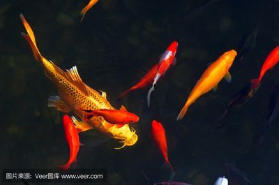錦鯉和金龍魚能否一起養(yǎng)取決于它們的生活習(xí)性和生活環(huán)境的需求:錦鯉和金龍魚可以一起養(yǎng)嗎? 龍魚百科 第2張 錦鯉和金龍魚能否一起養(yǎng)取決于它們的生活習(xí)性和生活環(huán)境的需求:錦鯉和金龍魚可以一起養(yǎng)嗎? 錦鯉和金龍魚能否一起養(yǎng)取決于它們的生活習(xí)性和生活環(huán)境的需求:錦鯉和金龍魚可以一起養(yǎng)嗎? 龍魚百科 第2張
