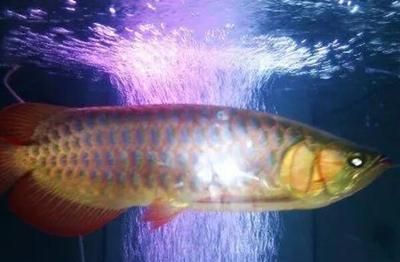 龍魚(yú)缸最佳溫度:龍魚(yú)缸內(nèi)植物選擇指南:龍魚(yú)缸內(nèi)植物選擇指南 龍魚(yú)百科 第2張 龍魚(yú)缸最佳溫度:龍魚(yú)缸內(nèi)植物選擇指南:龍魚(yú)缸內(nèi)植物選擇指南 龍魚(yú)缸最佳溫度:龍魚(yú)缸內(nèi)植物選擇指南:龍魚(yú)缸內(nèi)植物選擇指南 龍魚(yú)百科 第2張