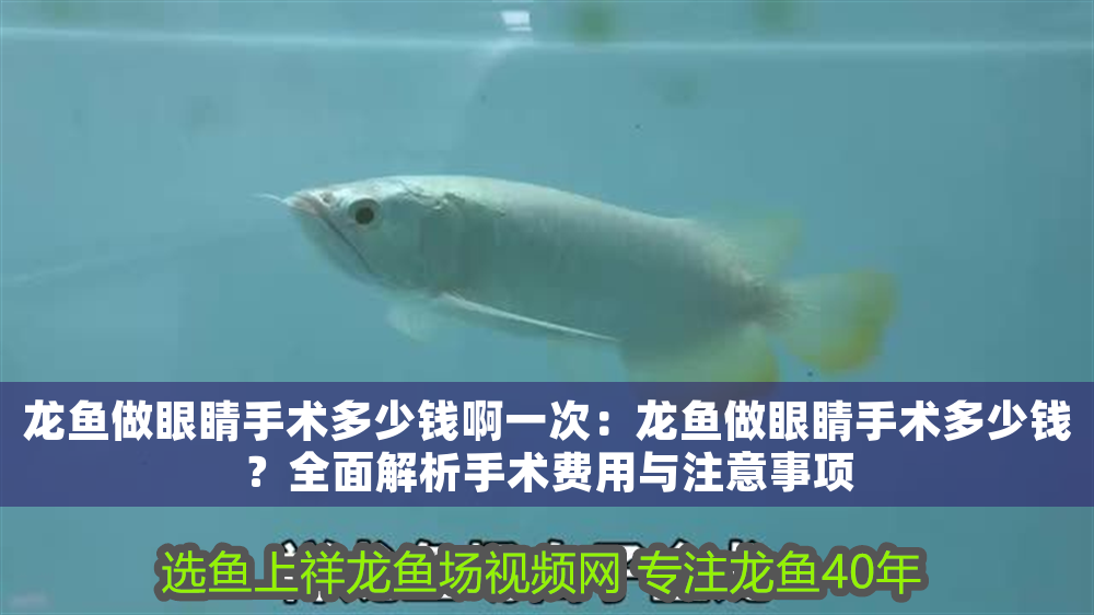 龍魚做眼睛手術多少錢啊一次：龍魚做眼睛手術多少錢？全面解析手術費用與注意事項
