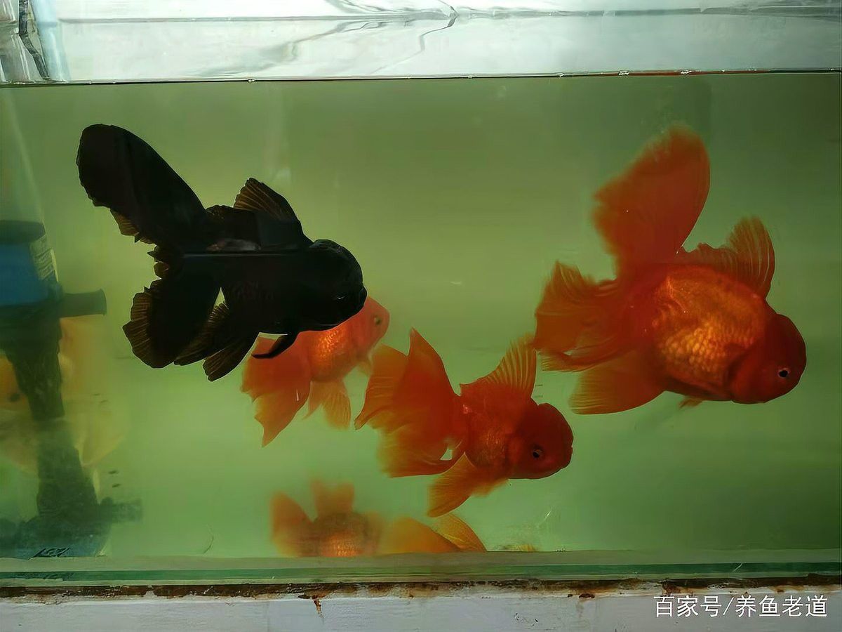 金龍魚爛尾病多久能治愈？ 金龍魚爛尾病多久能治愈？ 龍魚百科 第10張