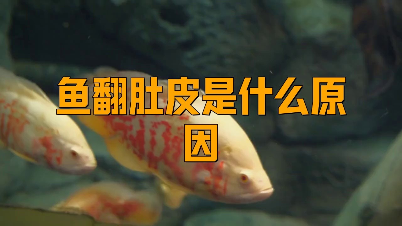 如何判斷龍魚翻肚的病因？ 如何判斷龍魚翻肚的病因？ 龍魚百科 第2張