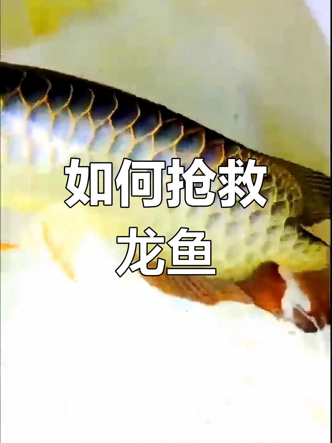 如何判斷龍魚翻肚的病因？ 如何判斷龍魚翻肚的病因？ 龍魚百科 第6張