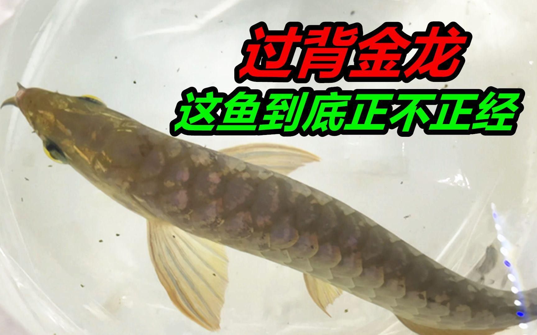 金龍魚24K有哪些特點？