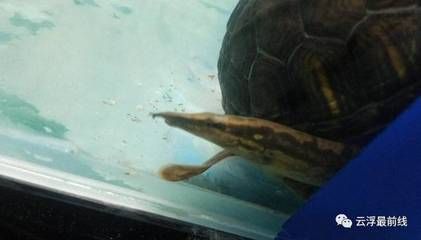 龍魚能吃蚯蚓嗎：龍魚可以吃蚯蚓嗎