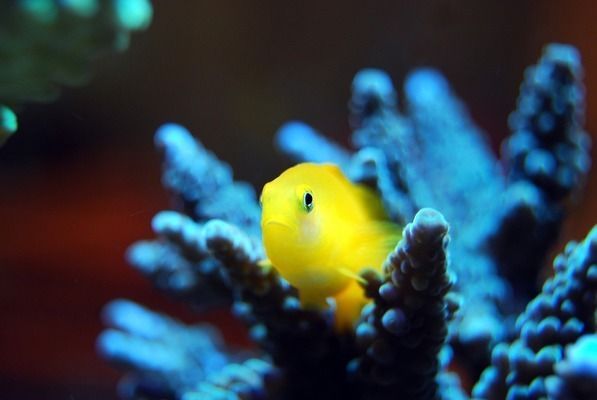 金龍魚喜歡什么顏色的水草呢（不同顏色水草對金龍魚心理影響） 金龍魚喜歡什么顏色的水草呢（不同顏色水草對金龍魚心理影響） 龍魚百科 第1張