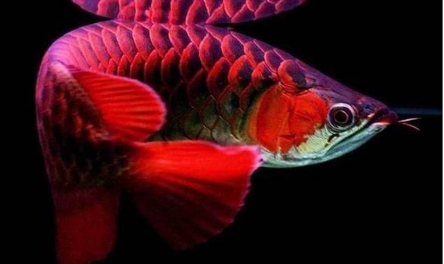 龍魚增色吃什么好呢（蝦紅素對(duì)龍魚體色影響研究,自然增色法提高龍魚色彩技巧）