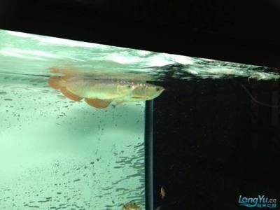 龍魚換完水后趴缸怎么回事：龍魚換完水后趴缸怎么辦