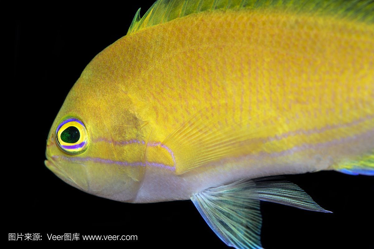 黃鰭鯧是一種適合與龍魚混養(yǎng)的魚,但需要注意水質(zhì)管理和水質(zhì)管理:黃鰭鯧是一種可以與龍魚混養(yǎng)的魚嗎? 龍魚百科 第2張 黃鰭鯧是一種適合與龍魚混養(yǎng)的魚,但需要注意水質(zhì)管理和水質(zhì)管理:黃鰭鯧是一種可以與龍魚混養(yǎng)的魚嗎? 黃鰭鯧是一種適合與龍魚混養(yǎng)的魚,但需要注意水質(zhì)管理和水質(zhì)管理:黃鰭鯧是一種可以與龍魚混養(yǎng)的魚嗎? 龍魚百科 第2張