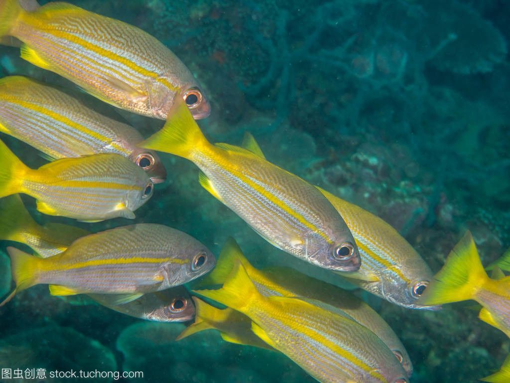 黃鰭鯧是一種適合與龍魚混養(yǎng)的魚,但需要注意水質(zhì)管理和水質(zhì)管理:黃鰭鯧是一種可以與龍魚混養(yǎng)的魚嗎? 龍魚百科 第1張 黃鰭鯧是一種適合與龍魚混養(yǎng)的魚,但需要注意水質(zhì)管理和水質(zhì)管理:黃鰭鯧是一種可以與龍魚混養(yǎng)的魚嗎? 黃鰭鯧是一種適合與龍魚混養(yǎng)的魚,但需要注意水質(zhì)管理和水質(zhì)管理:黃鰭鯧是一種可以與龍魚混養(yǎng)的魚嗎? 龍魚百科 第1張