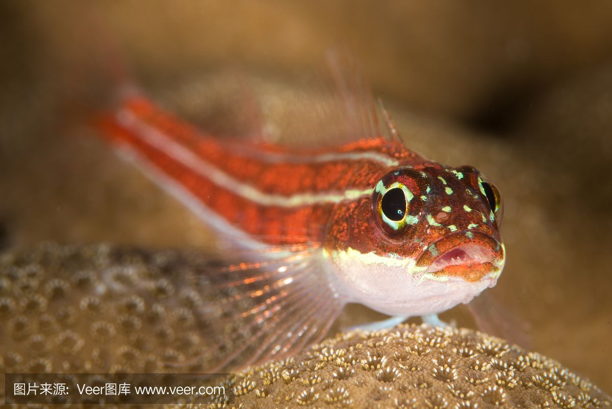 黃鰭鯧是一種適合與龍魚混養(yǎng)的魚，但需要注意水質(zhì)管理和水質(zhì)管理：黃鰭鯧是一種可以與龍魚混養(yǎng)的魚嗎？ 黃鰭鯧是一種適合與龍魚混養(yǎng)的魚，但需要注意水質(zhì)管理和水質(zhì)管理：黃鰭鯧是一種可以與龍魚混養(yǎng)的魚嗎？ 龍魚百科 第3張
