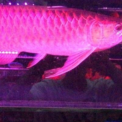 金龍魚20公分大概多少價錢（金龍魚多少錢一條金龍魚多少錢一條金龍魚多少錢一條）