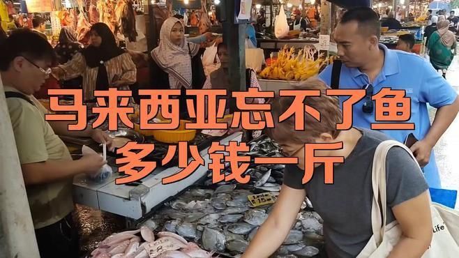 馬來西亞忘不了魚多少錢一斤 龍魚百科 第1張 馬來西亞忘不了魚多少錢一斤 馬來西亞忘不了魚多少錢一斤 龍魚百科 第1張