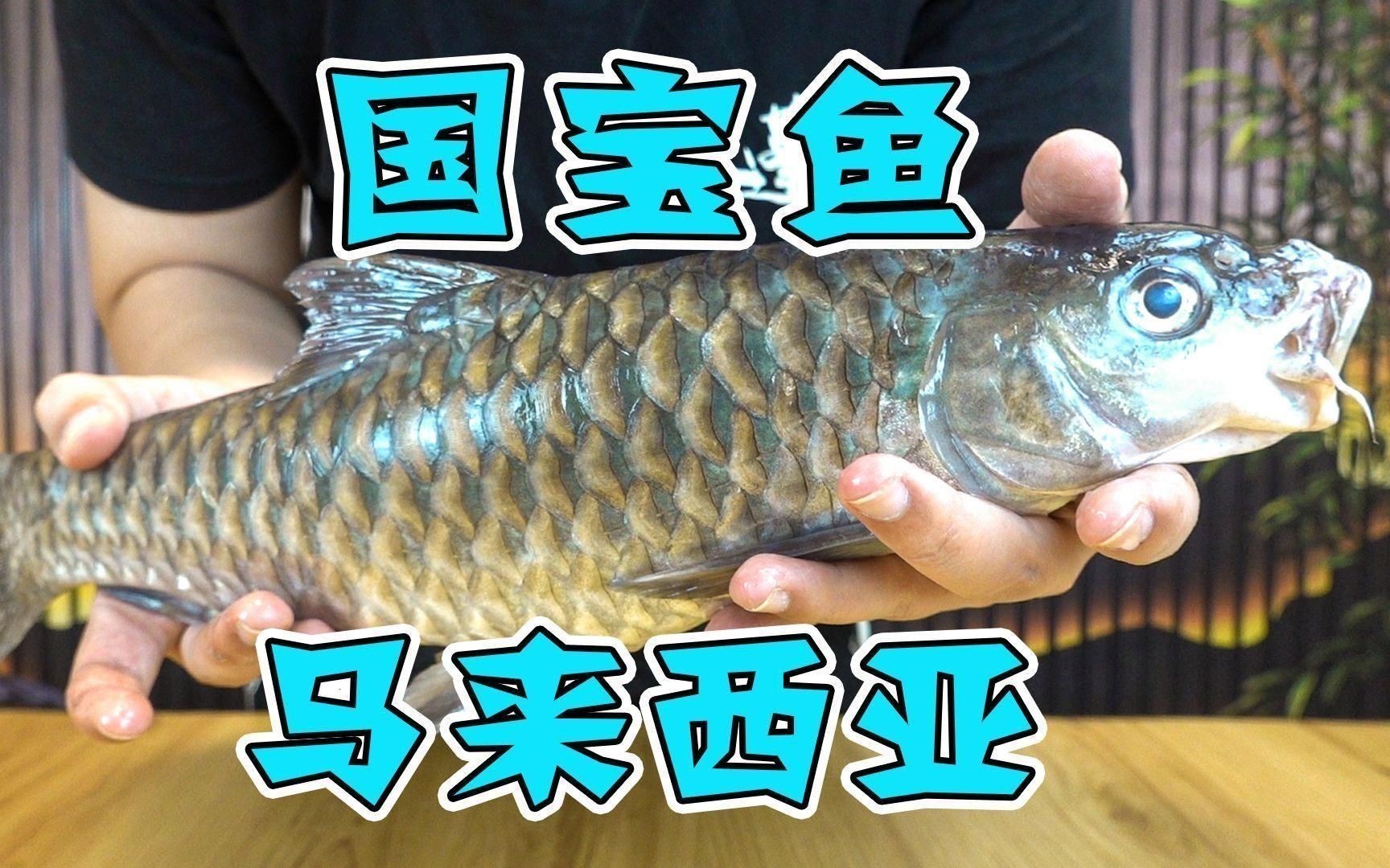馬來西亞忘不了魚多少錢一斤 龍魚百科 第4張 馬來西亞忘不了魚多少錢一斤 馬來西亞忘不了魚多少錢一斤 龍魚百科 第4張