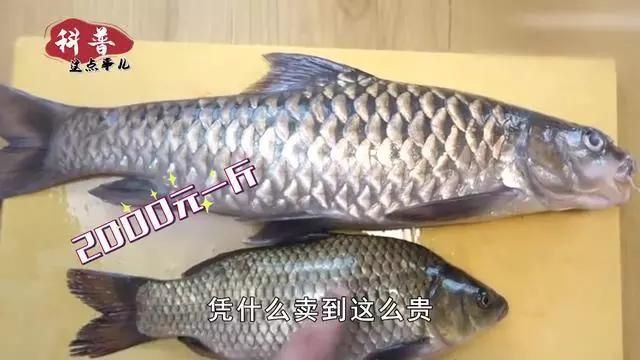 馬來西亞忘不了魚多少錢一斤 龍魚百科 第3張 馬來西亞忘不了魚多少錢一斤 馬來西亞忘不了魚多少錢一斤 龍魚百科 第3張