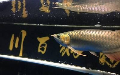 龍魚外寄癥狀（龍魚外寄癥狀主要包括以下幾個方面,龍魚外寄癥狀） 龍魚外寄癥狀（龍魚外寄癥狀主要包括以下幾個方面,龍魚外寄癥狀） 龍魚百科 第5張