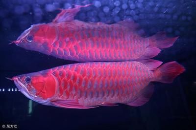我龍魚怎么寫好看：“我龍魚怎么寫好看”，這里有幾個方面的解答：希望以上信息對您有所幫助 我龍魚怎么寫好看：“我龍魚怎么寫好看”，這里有幾個方面的解答：希望以上信息對您有所幫助 龍魚百科 第2張