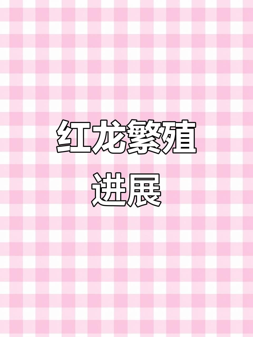 紅龍魚雜交繁殖的具體細節 紅龍魚雜交繁殖的具體細節 龍魚百科 第1張