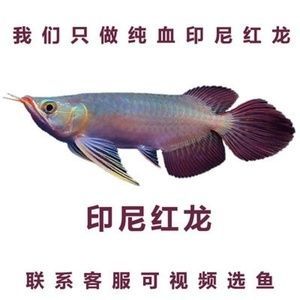 純血紅龍魚從白條到大紅：純血紅龍魚從白條到大紅的過程 純血紅龍魚從白條到大紅：純血紅龍魚從白條到大紅的過程 龍魚百科 第3張