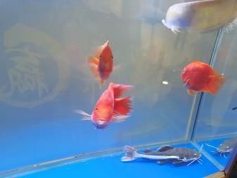 龍魚能和招財貓一起養嗎需要加熱棒嘛：龍魚和招財貓魚可以一起養嗎龍魚能和招財貓一起養嗎