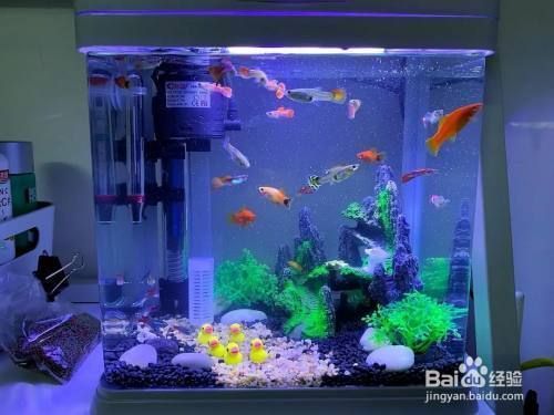 家養小型魚缸什么魚比較好養，家庭小型魚缸養魚水質管理技巧