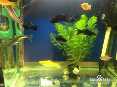 家養小型魚缸什么魚比較好養，家庭小型魚缸養魚水質管理技巧