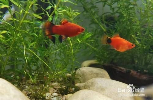 家養小型魚缸什么魚比較好養，家庭小型魚缸養魚水質管理技巧