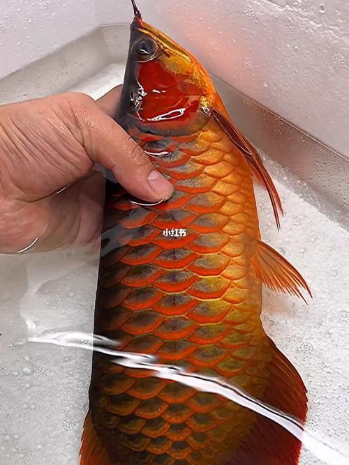 短身龍魚價格是多少？ 短身龍魚價格是多少？ 龍魚百科 第4張