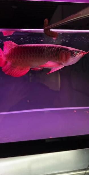 短身龍魚價格是多少？ 短身龍魚價格是多少？ 龍魚百科 第1張
