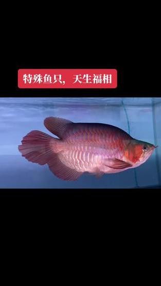 短身龍魚價格是多少？ 短身龍魚價格是多少？ 龍魚百科 第2張