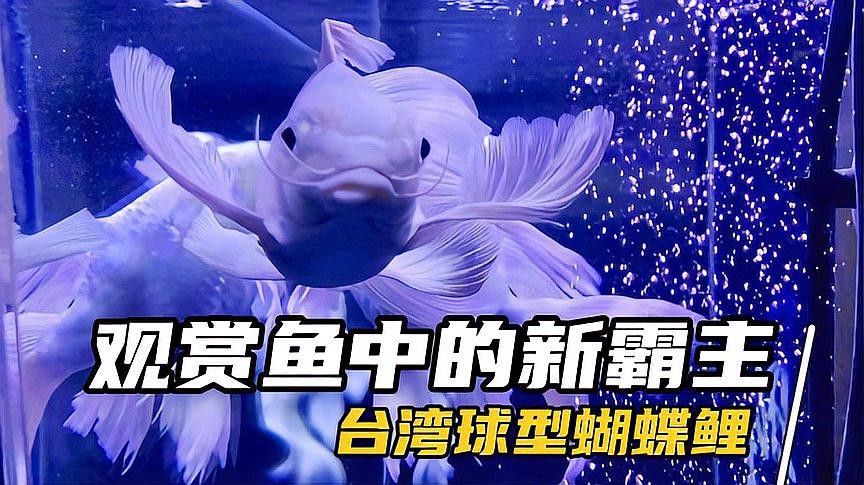 短身龍魚價格是多少？ 短身龍魚價格是多少？ 龍魚百科 第7張