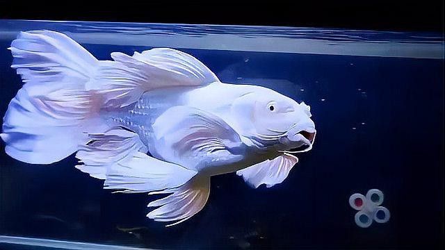 短身龍魚價格是多少？ 短身龍魚價格是多少？ 龍魚百科 第8張