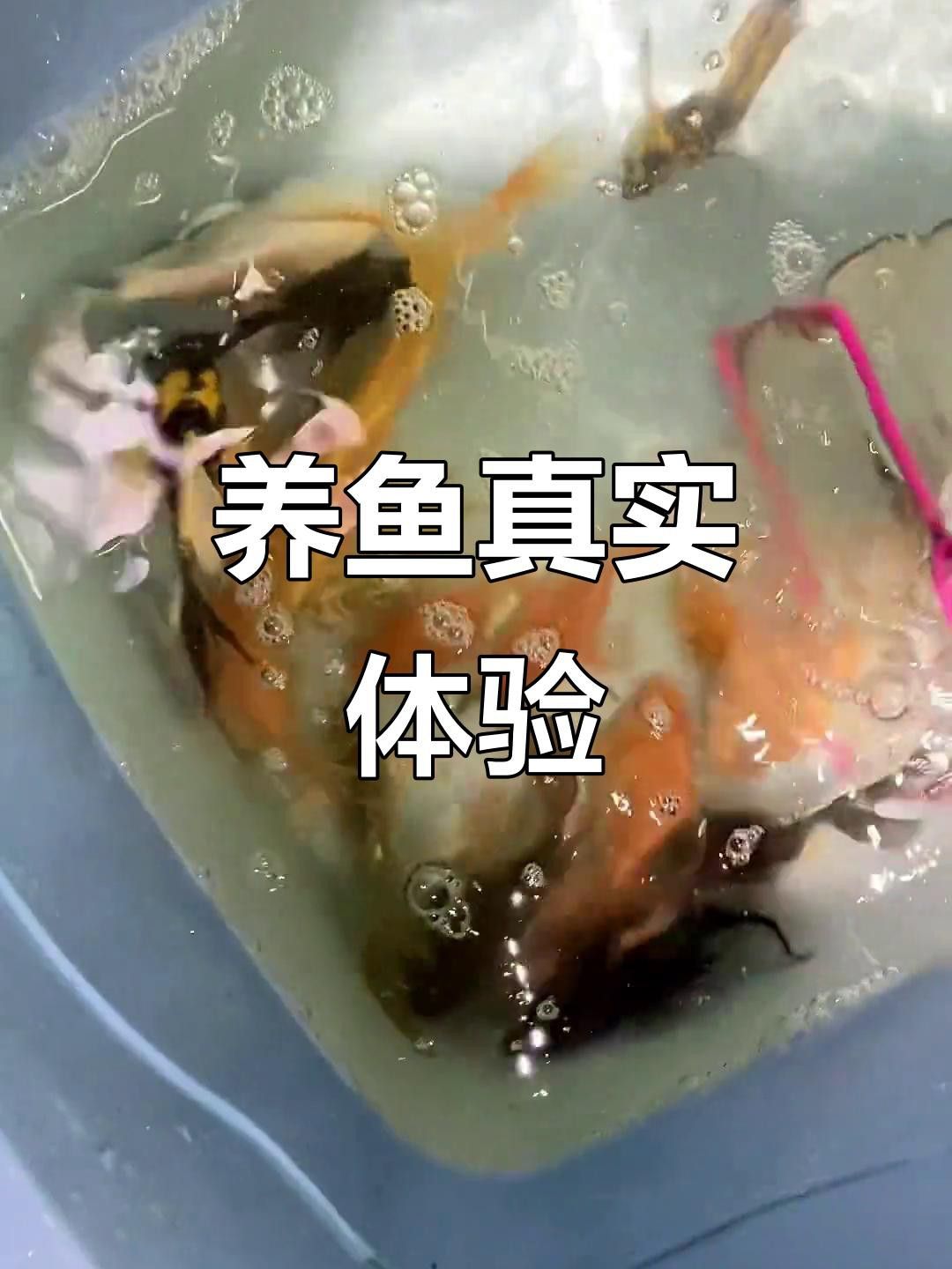 短身龍魚價格是多少？ 短身龍魚價格是多少？ 龍魚百科 第11張