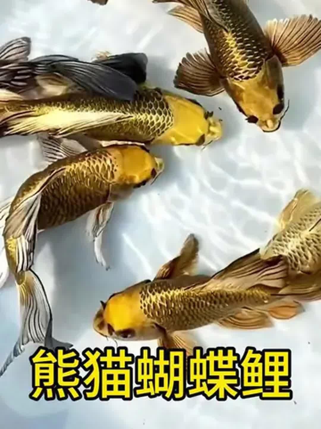 短身龍魚價格是多少？ 短身龍魚價格是多少？ 龍魚百科 第10張