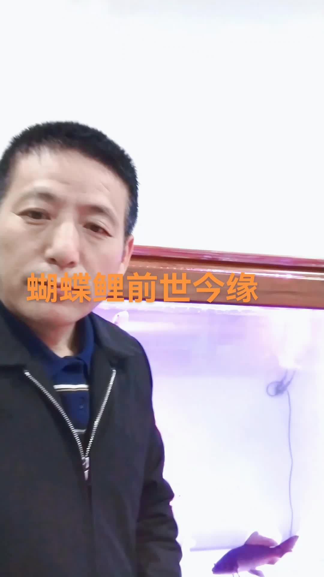 短身龍魚價格是多少？ 短身龍魚價格是多少？ 龍魚百科 第9張